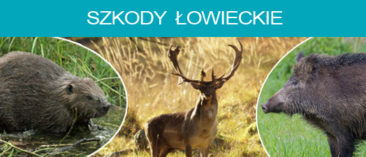 Szkody łowieckie